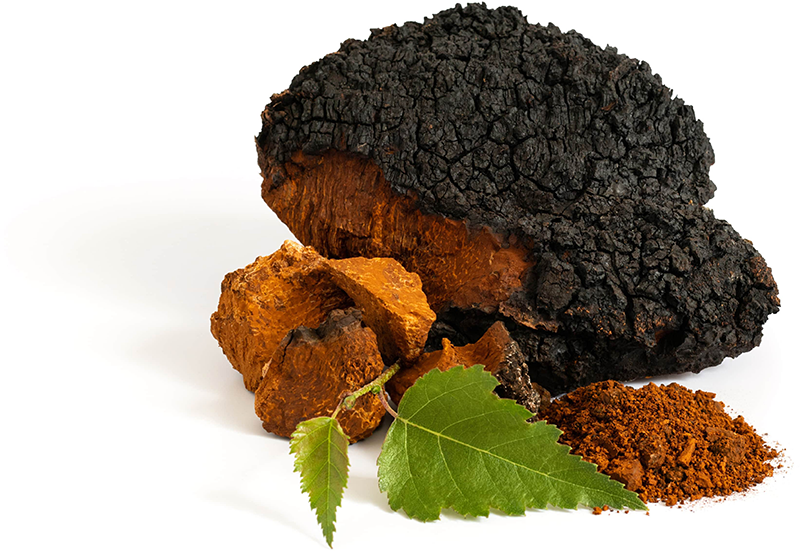 Chaga Side